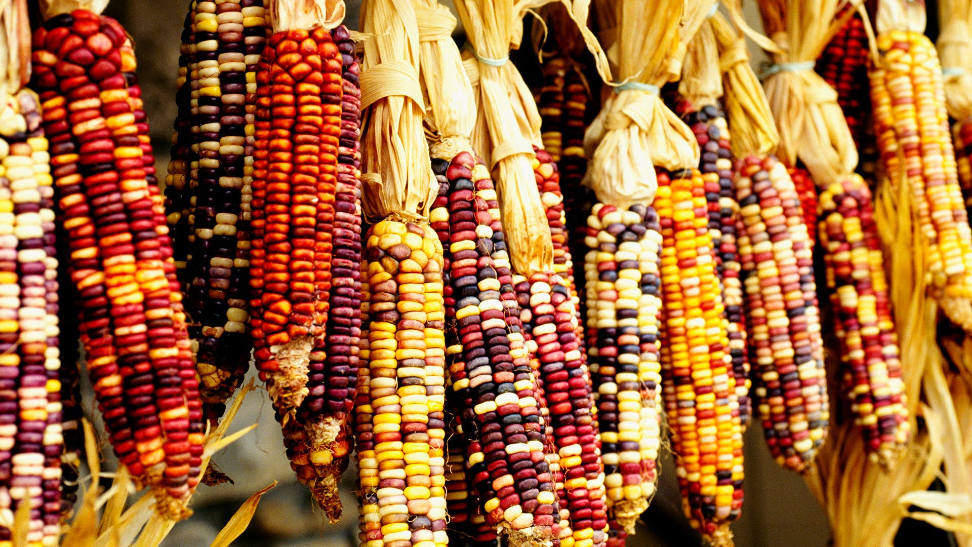 Flint corn used to make maize.