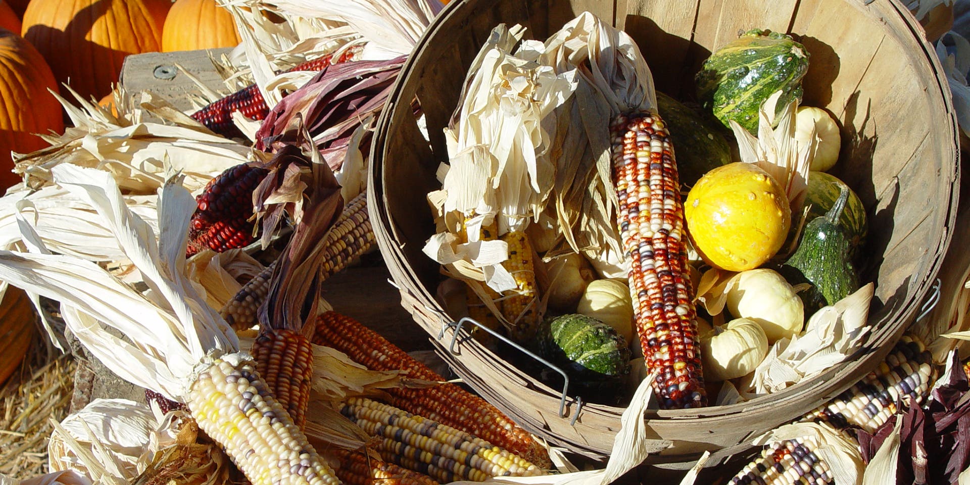 A fall harvest of corn, pumpkins and squash.